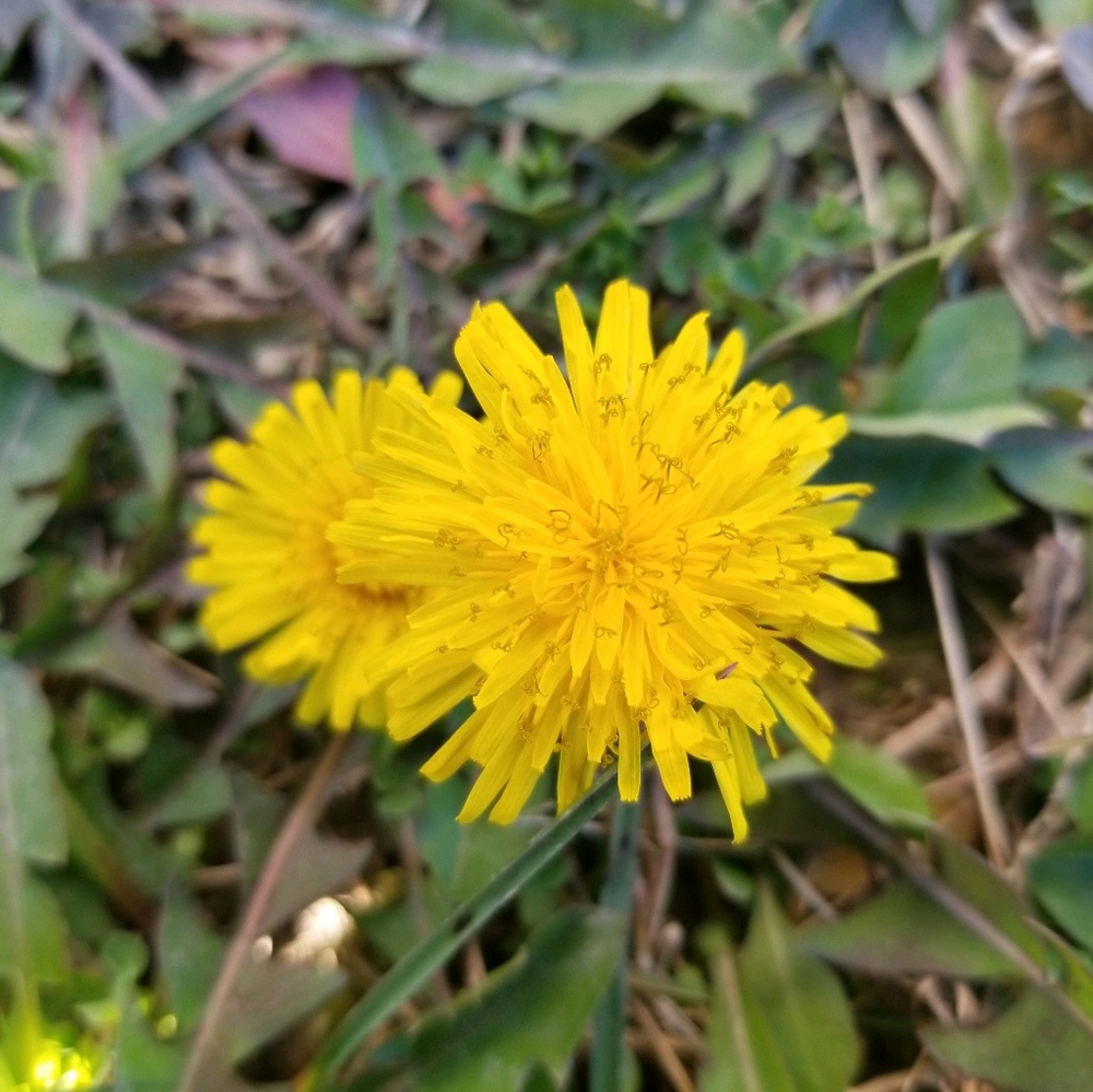 Meet your Posher, Dee Dee